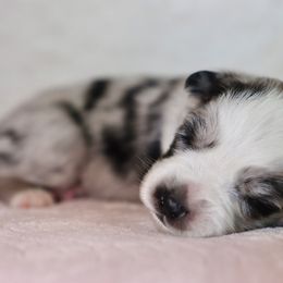 Miniature Australian Shepherd Puppies from Garay Mini Aussies