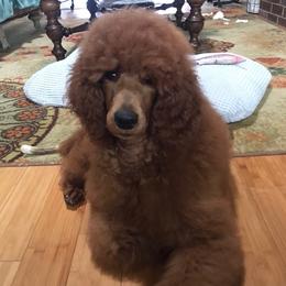 Ruby - Poodle