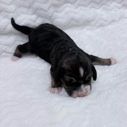 Pocket Beagle Male 3 - Black tan and white male Beagle puppy in Gentry, Arkansas from HC Puppy Ranch