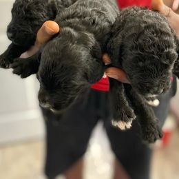 Saint Berdoodle Puppies from Big Paw Kennels