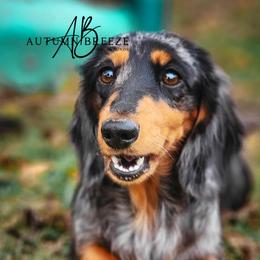Clover - Dachshund
