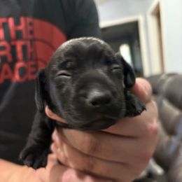 Girl 1 - Black female Dachshund puppy in Mobile, Alabama from Lady and the Tramp Dachshunds