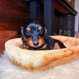 Wren - Black and tan male Dachshund puppy in Washburn, Tennessee from Clinch Mountain Dachshunds