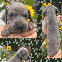 Linen - Blue female Great Dane puppy in Wellsville, New York from Prophecy Danes