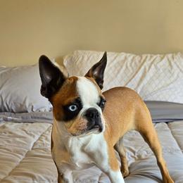 Memphis - Boston Terrier