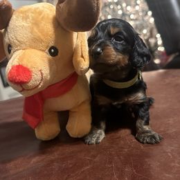 Ivey- Black and Tan (green) Possibly long hair - Black and tan female Dachshund puppy in Aragon, Georgia from Daschunds Unlimited