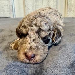 Bonsai - Red merle male Aussiedoodle puppy in Rock Hill, South Carolina from LolliPop Farms