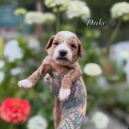 Duke - Red  male Goldendoodle puppy in Roseburg, Oregon from Dbos Furry Friends