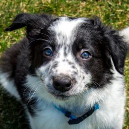 Border Collie, Golden Retriever, and Sporty Mix Puppies from Turbo Border Collies & Coltrievers