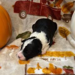 Alfredo - White and black male Bordoodle puppy in Republic, Missouri from Holland Hilltop Farm