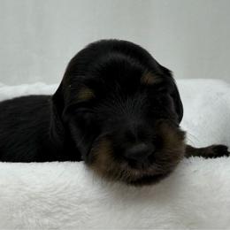 Axl - Black and tan male Dachshund puppy in Pulaski, Tennessee from Billboard Doxies