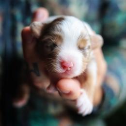 Rooibos - Red merle male Miniature American Shepherd puppy in Battle Ground, Washington from Casita Miniature American Shepherds