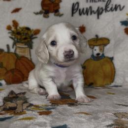 Purple collar - Cream male Dachshund puppy in Poteau, Oklahoma from Sisters Dazzling Dachshunds