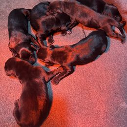 Girl 2 - Black female Labrador Retriever puppy in Mount Olive, Mississippi from 3 King Kennels