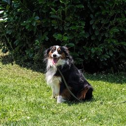 Miniature Australian Shepherd puppies from Circle E Aussies