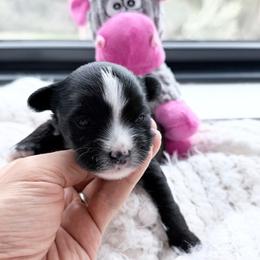 Theo - Black and white male Chinese Crested puppy in Sacramento, California from Royal Chinese Crested