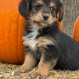 Rainbow - Black and tan female Corgipoo puppy in Longmont, Colorado from Colorado Miniature Bernedoodle Puppies