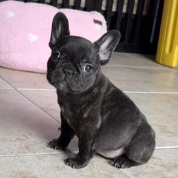 Kelly - Brindle female French Bulldog puppy in Harrisburg, Pennsylvania from KnockDown Bulldogs