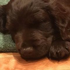 Boykin Spaniels from Northern Flight Boykins