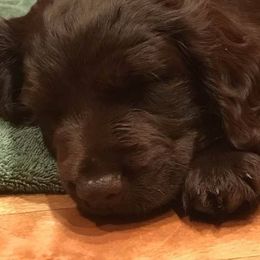 Boykin Spaniels from Northern Flight Boykins