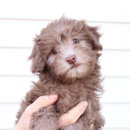 Female 1 - Chocolate female Havapoo puppy in Grants Pass, Oregon from Oregon Valley Pups