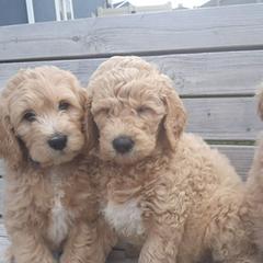Labradoodle, Australian Labradoodle, and Schnoodle Puppies from Lake Mountain Doodle