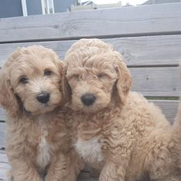 Labradoodle, Australian Labradoodle, and Schnoodle Puppies from Lake Mountain Doodle