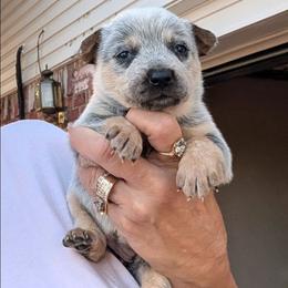 Girl 3 - Blue mottled female Australian Cattle Dog puppy in Choctaw, Oklahoma from Karen Elliott