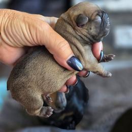 Fawn boy - Fawn male French Bulldog puppy in Polk City, Florida from Best Friend Frenchies, LLC