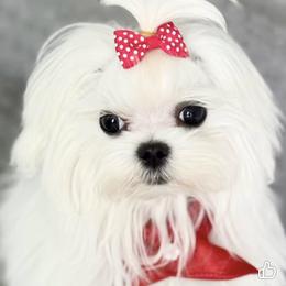 Maltese Puppies from Made to Love Maltese LLC
