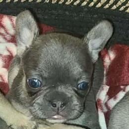 Claira - Blue female French Bulldog puppy in Graham, Washington from Kristy's French Bulldogs & Mini Schnauzers