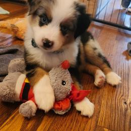 Gypsy Boy 1 - Blue merle male Miniature Australian Shepherd puppy in Hampton, Tennessee from TC Farms Stock Dogs - Miniature Australian Shepherds