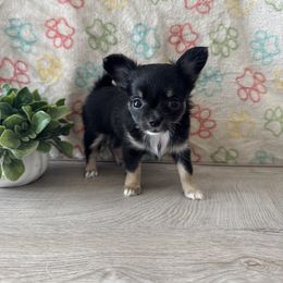 Chihuahua Puppies from KB Chihuahuas