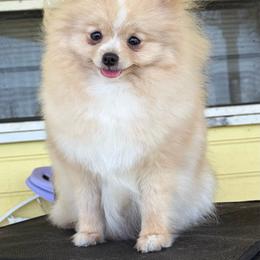 Jazmyn - Pomeranian