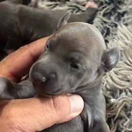 Girl 3 - Blue fawn female Italian Greyhound puppy in Brooksville, Florida from Fisher Link