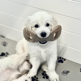 Golden Retriever Puppies from Pushin’ Sand Goldens