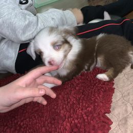 Toy Australian Shepherd Puppies from Desert Fox Aussies