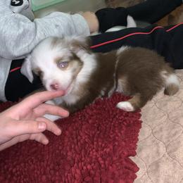 Toy Australian Shepherd Puppies from Desert Fox Aussies