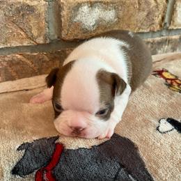 AKC Jameson - Seal and white male Boston Terrier puppy in Imperial, Missouri from Boston Kup Breeders