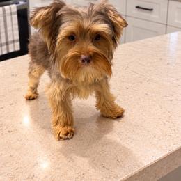 Chewy - Chocolate and tan male Yorkshire Terrier puppy in Orlando, Florida from Everyonelovesyorkies