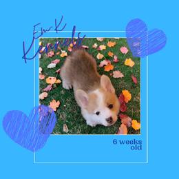 Purple Collar - Red male Pembroke Welsh Corgi puppy in Abingdon, Virginia from Em-K Kennels