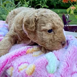 Poodle Puppies from Pet Guardian Smart Kennels, LLC