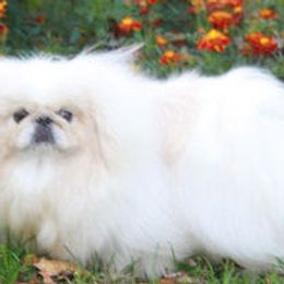 frosty - Pekingese