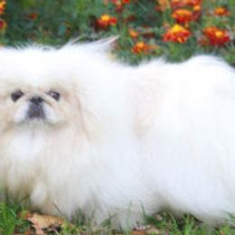 frosty - Pekingese