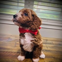 Simba - Red male Cavapoo puppy in Bradenton, Florida from Christianna’s Mini Goldendoodles