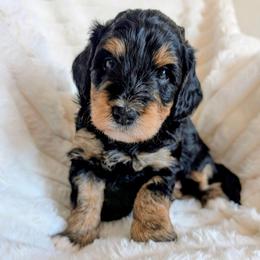 Rosie - Tri-color female Bernedoodle puppy in Elkhart, Iowa from Quality Iowa Doodles