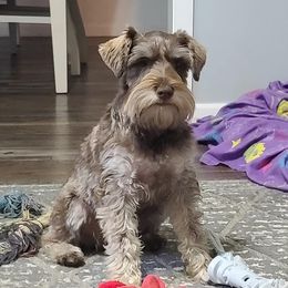 Rica - Miniature Schnauzer