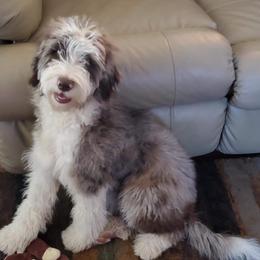 Goldendoodles from AZ Designer Goldendoodles