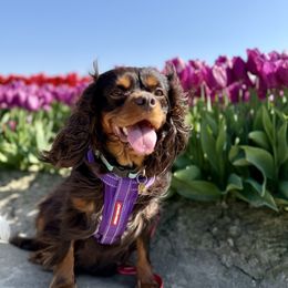 Lily - Cavalier King Charles Spaniel