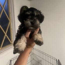 Girl 1 - Black and silver female Miniature Schnauzer puppy in Rocklin, California from Liv’s Schnauzers